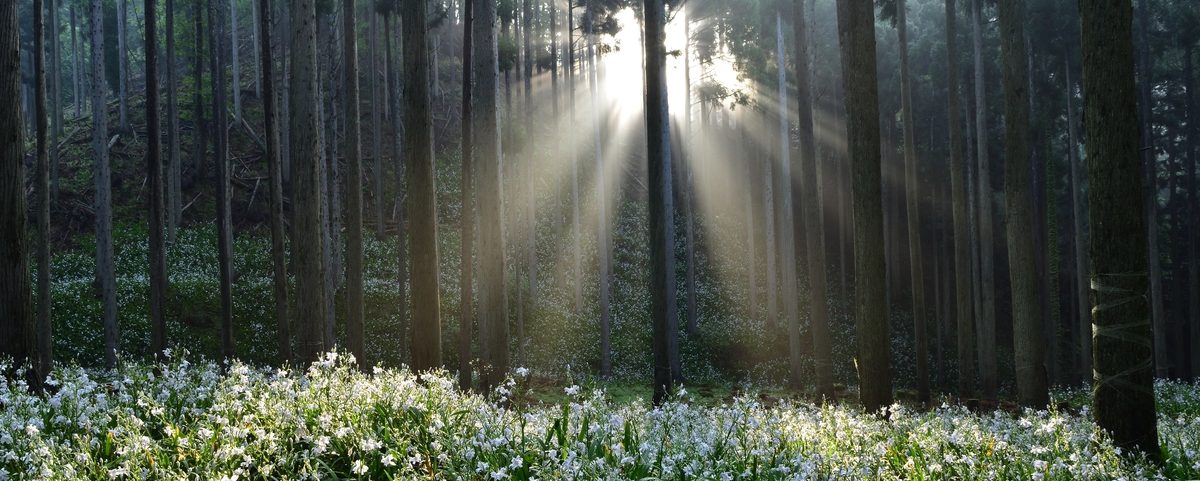 綾部の里に花が咲く